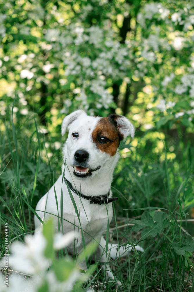 Jack Russell Terrier dog, color white with brown, sitting in the grass in the shade of a tree close-up