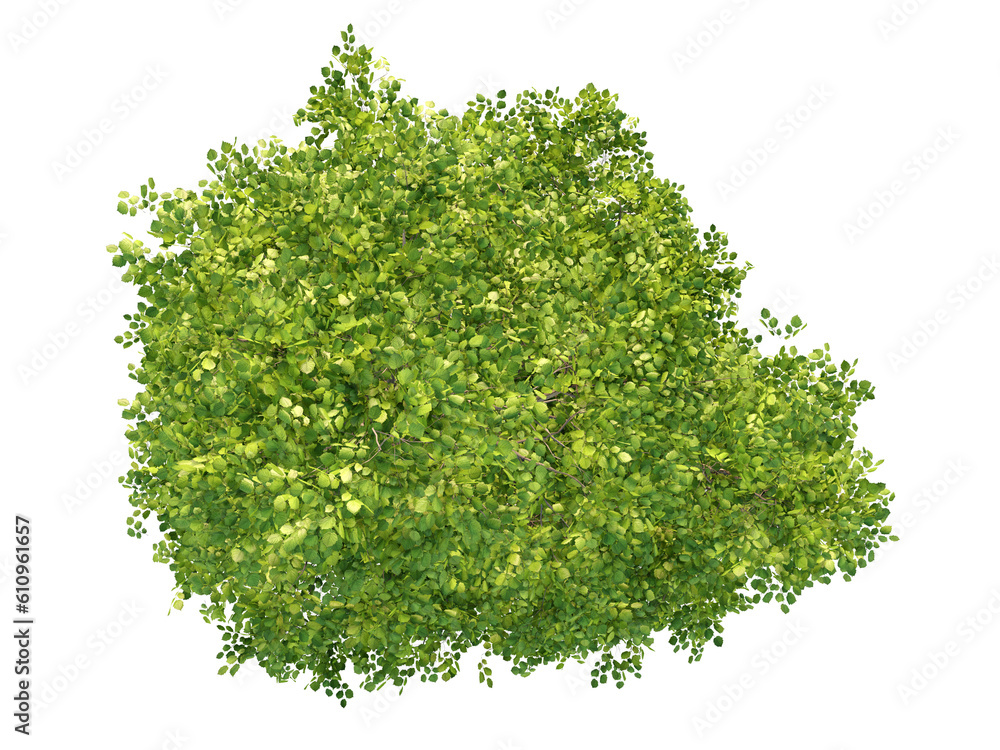 Obraz premium Alnus Glutinosa - Top View Black Alder