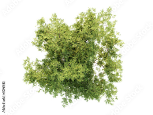 Adenostoma Sparsifolium - Top View Hanks Tree