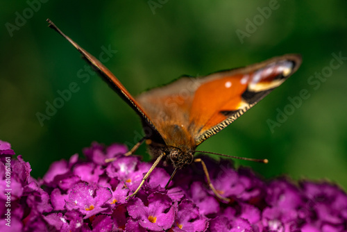 Rusałka pawik (European peacock, Aglais io) photo