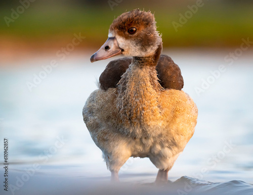 Egyptian duck chick