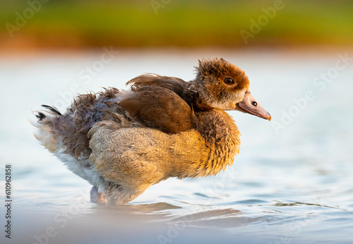 Egyptian duck chick