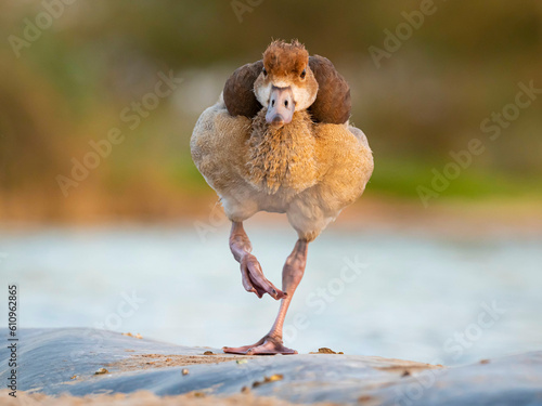 Egyptian duck chick