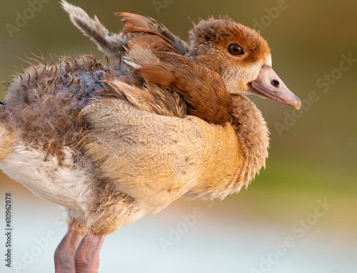 Egyptian duck chick