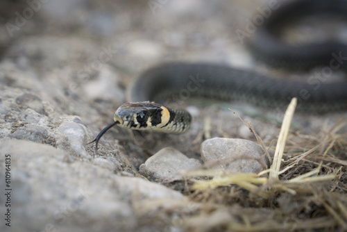 tiny gras snake