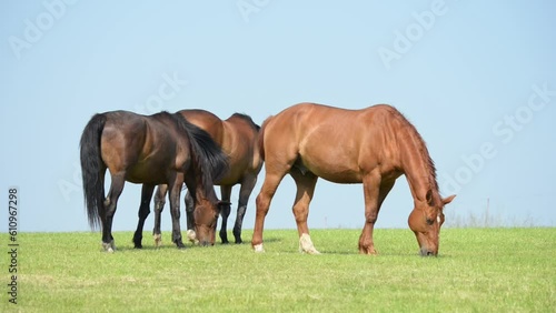Wallpaper Mural Herd of grazing brown Oldenburger horses in the meadow on a pasture eating grass in the rural countryside
 Torontodigital.ca