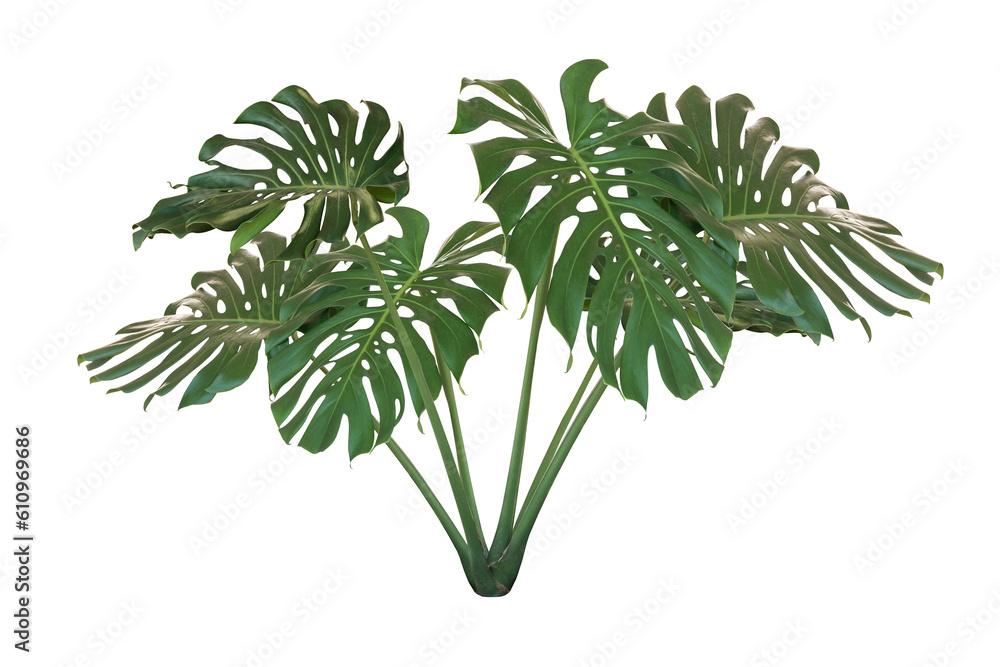 Fototapeta premium monstera plant isolated