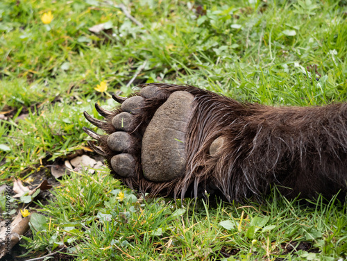 Forepaw of a brown bear (ursus arctos). Paw with claws lying on green grass. Close-up of the front leg with wet fur.