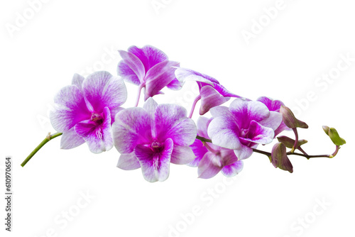 Fototapeta Naklejka Na Ścianę i Meble -  purple orchid isolated 