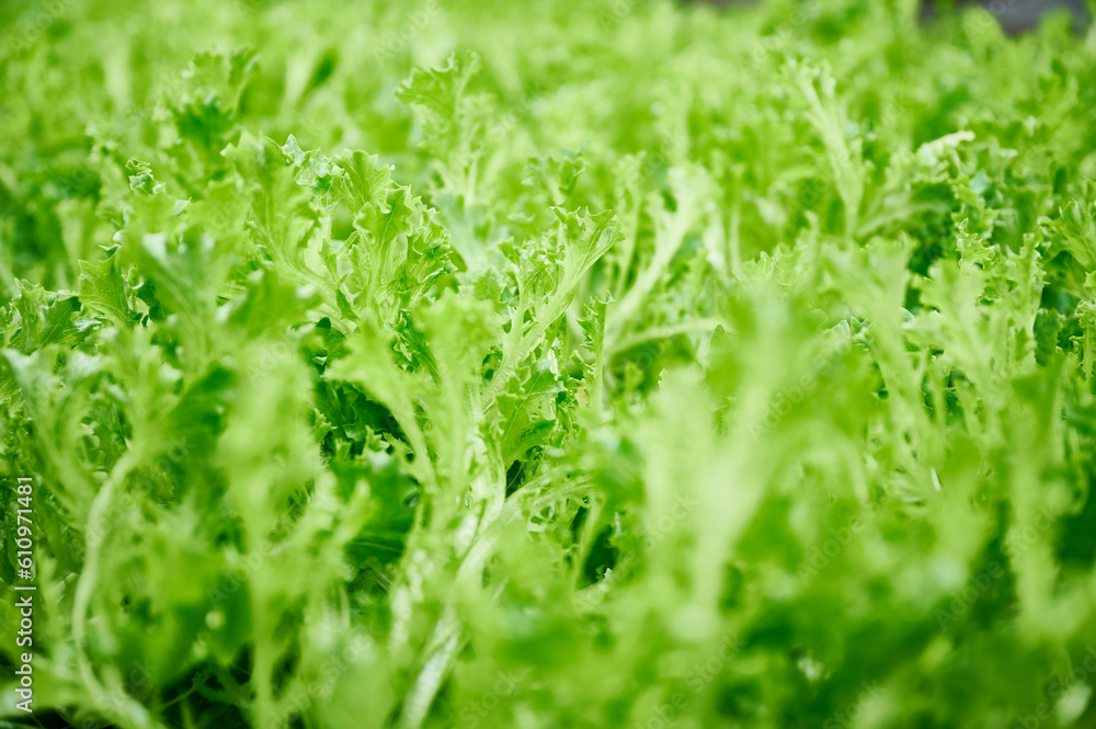 Arugula leafy plants with green pinnate leaves. Arugula leafy plants with green pinnate leaves.