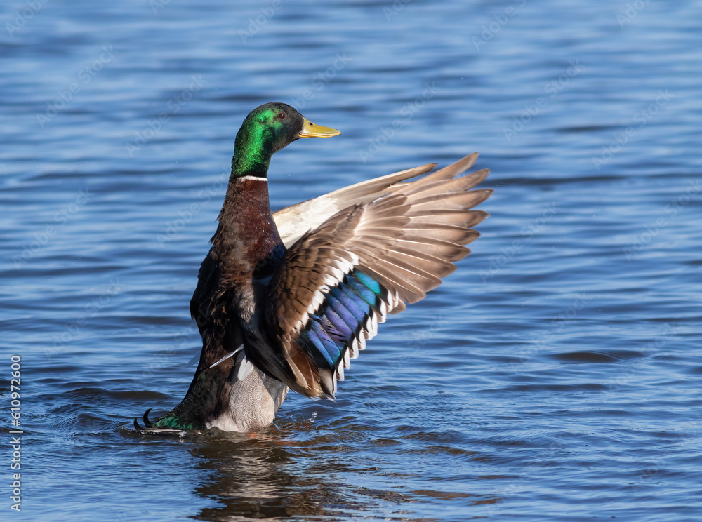 Fototapeta premium Mallard, Anas platyrhynchos. The male swims in the river, stretching his wings