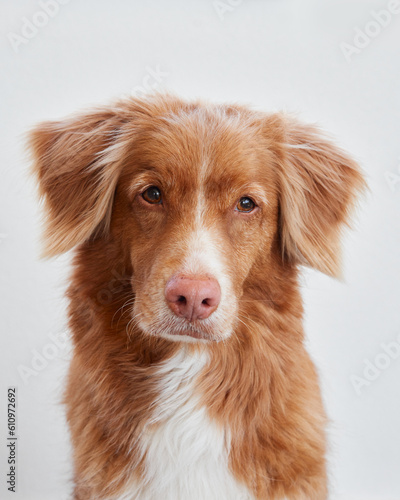 portrait of a red dog on a white background. Beautiful Nova Scotia duck tolling retriever indoor