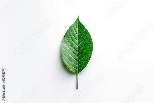 Single Green Leaf on White Background. Natural Beauty  Plant Life  Clean Design.