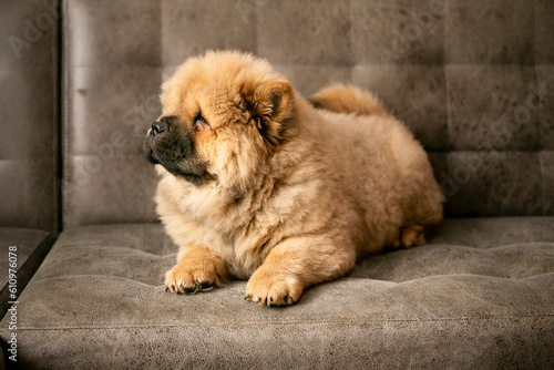 The chow chow puppy is lying on the couch. Purebred red dog chow-chow