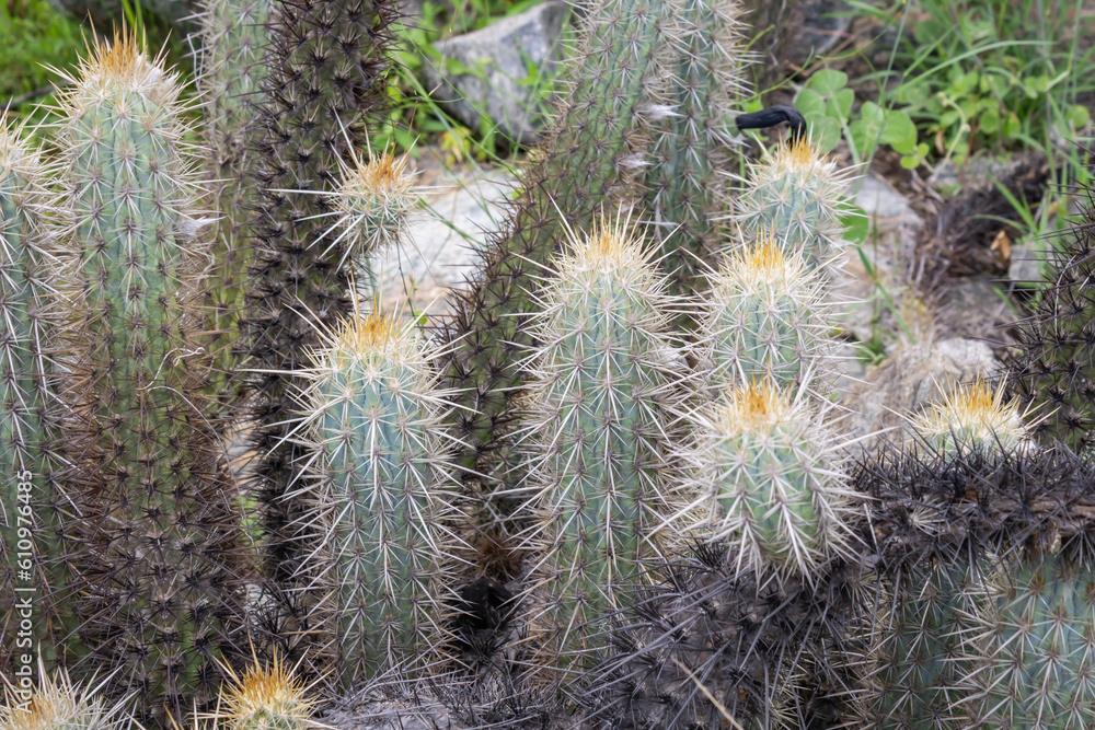 Cactus (Xique Xique) Pilosocereus gounellei. Cactus (Xique Xique) Pilosocereus gounellei.