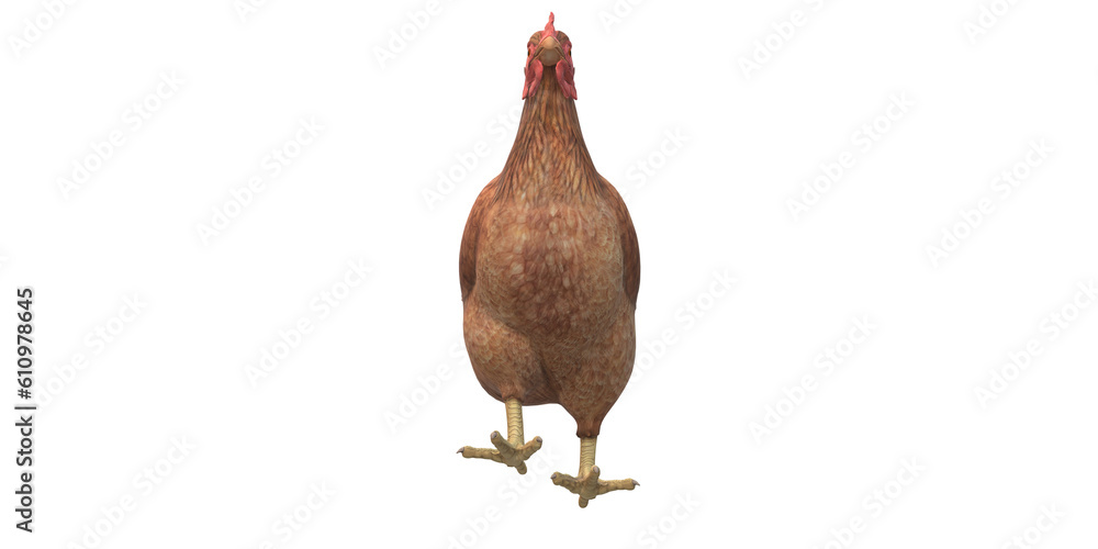 Chicken isolated on a Transparent Background
