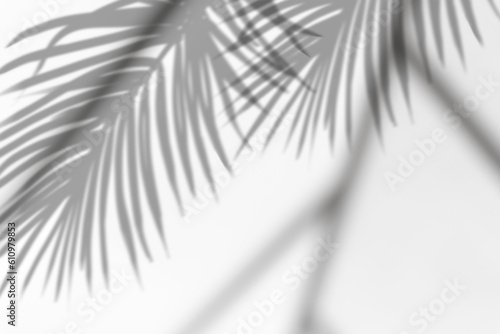 Leaves Transparent shadow effects. Tropical  Coconut Palm Leaves with shadow overlays with blurry Sunlight line