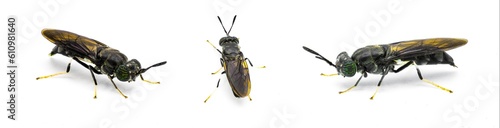 black soldier fly - Hermetia illucens - common widespread fly of the family Stratiomyidae known for recycling organic waste and generating animal feed. Isolated on white background.  Three views