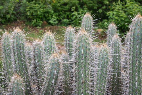 Cactus  Xique Xique  Pilosocereus gounellei.