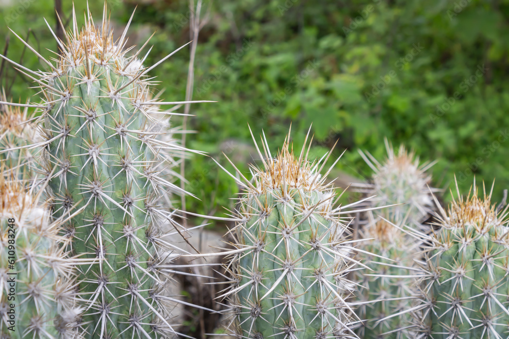 Cactus (Xique Xique) Pilosocereus gounellei. Cactus (Xique Xique) Pilosocereus gounellei.