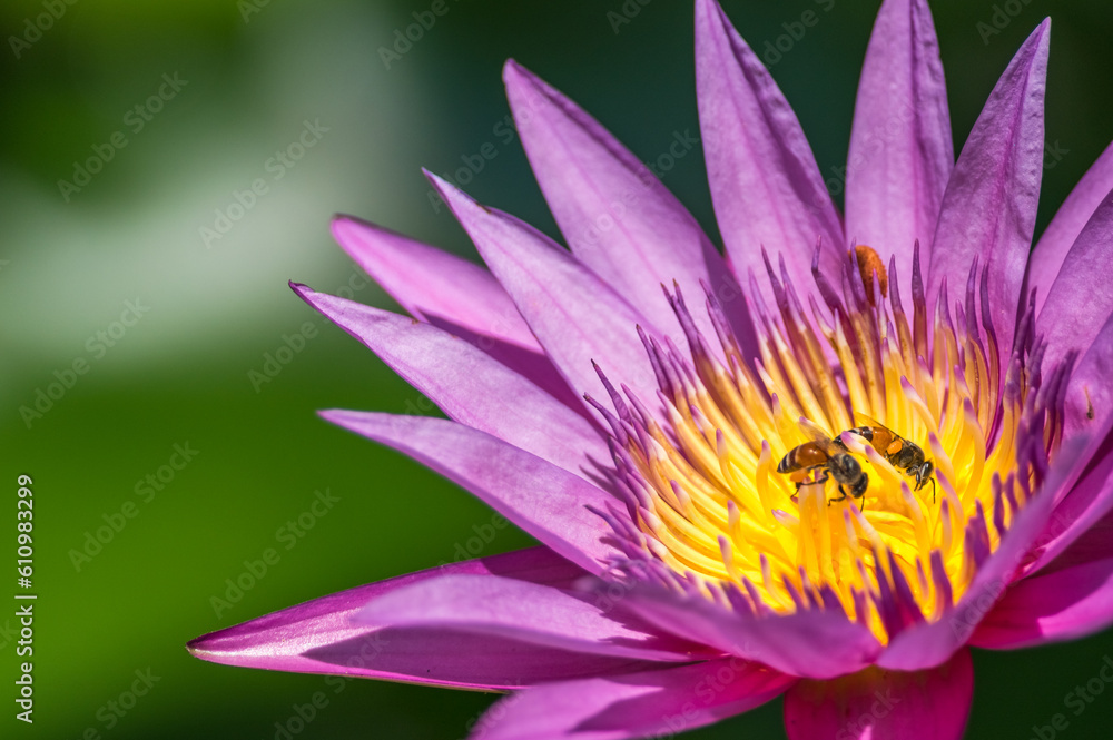Lotus, water lily. Lotus, water lily.
