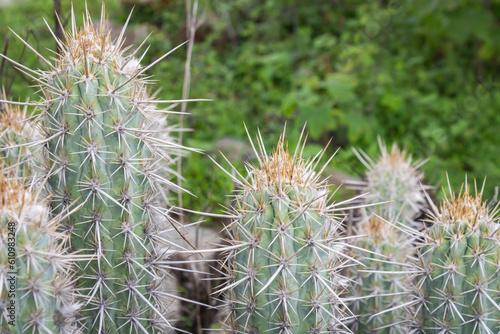 Cactus (Xique Xique) Pilosocereus gounellei.