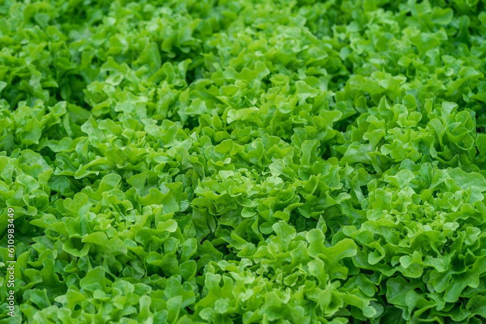 Obraz premium Organic farm lettuce