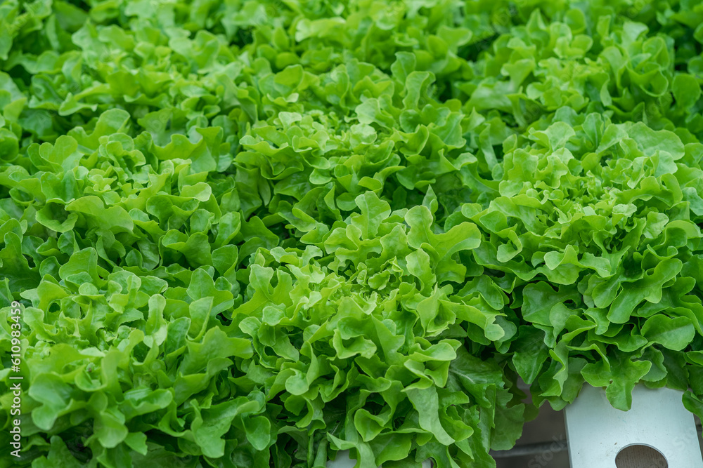 Organic farm lettuce Organic farm lettuce