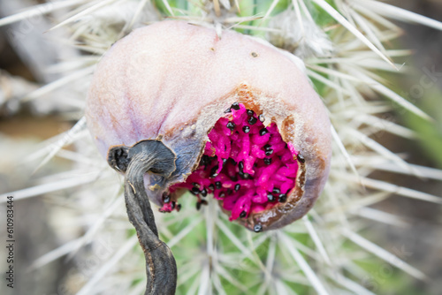 Cactus (Xique Xique) Pilosocereus gounellei. photo