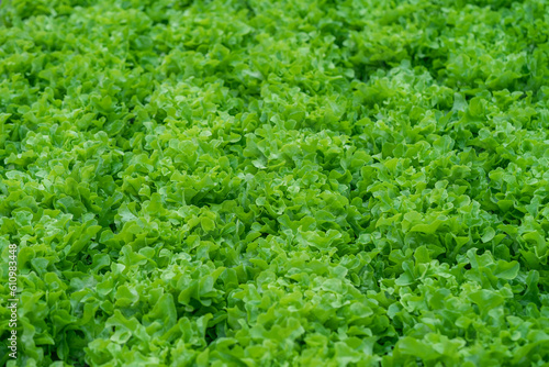 Organic farm lettuce