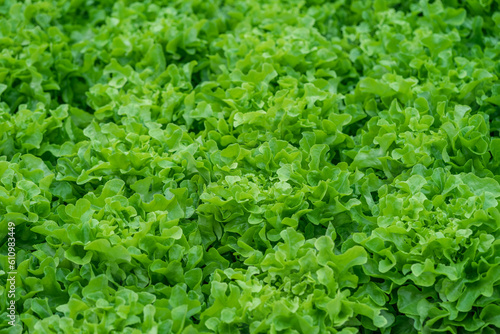 Organic farm lettuce