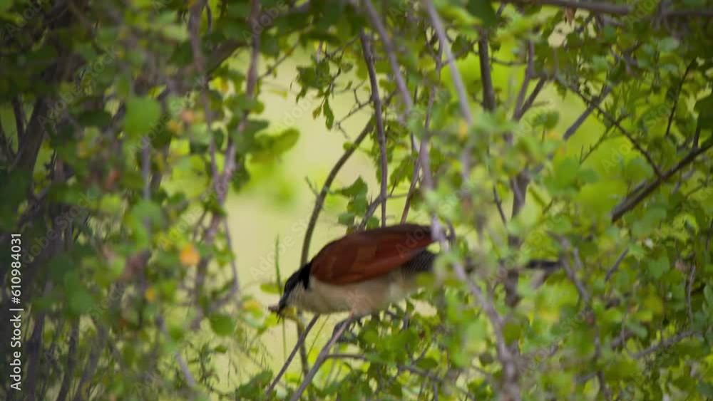 Bruchell's coucal cuckoo bird in thorny bush with insect in its beak. Bruchell's coucal cuckoo bird in thorny bush with insect in its beak.