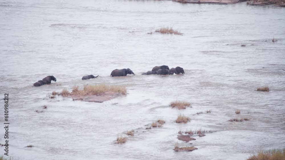 African elephant family trying to cross dangerous wide river stream. African elephant family trying to cross dangerous wide river stream.