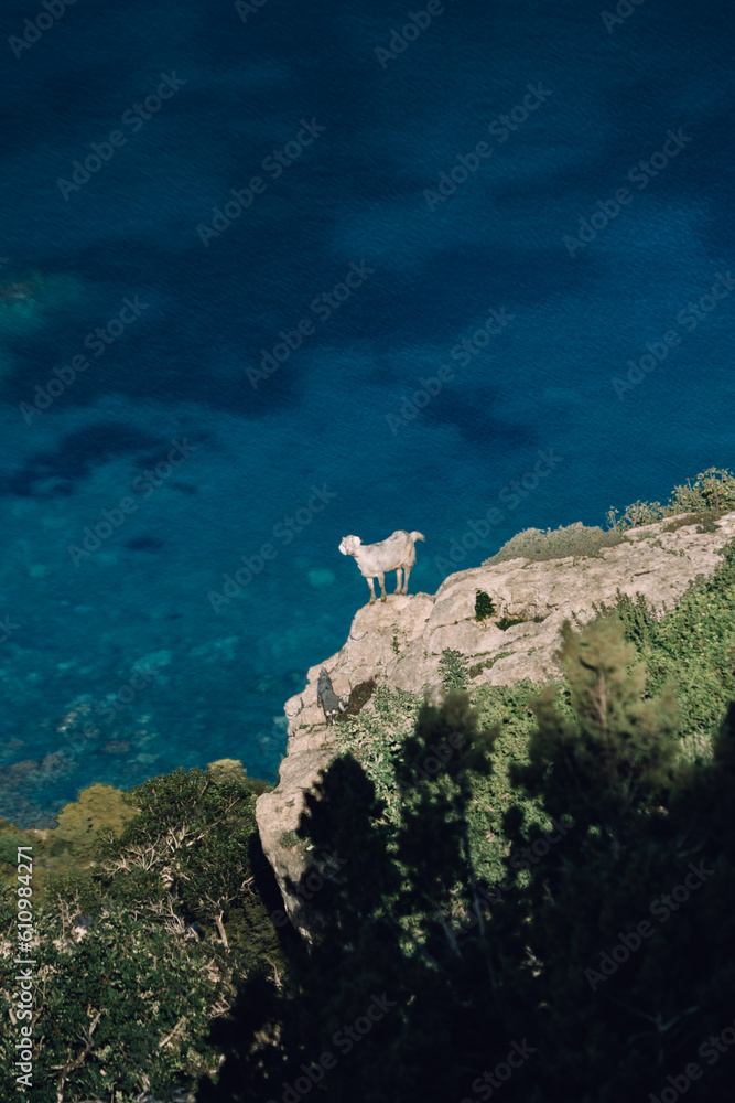 goat on a cliff