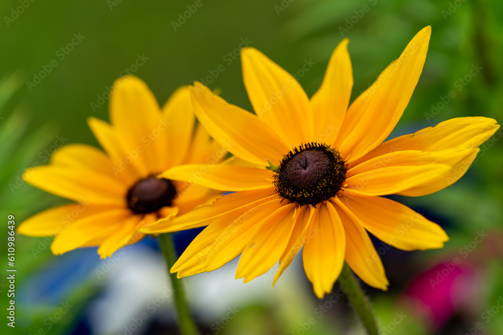 Closeup of two yellow black eyed susan blooming flowers during spring. Closeup of two yellow black eyed susan blooming flowers during spring.
