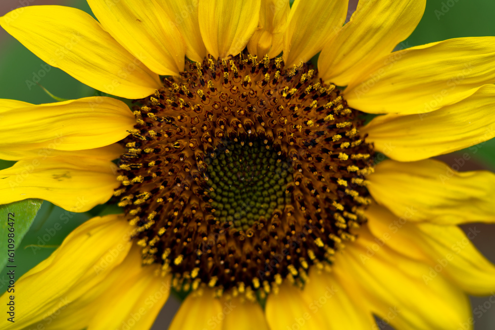 Obraz premium Closeup view of a sunflower during spring season