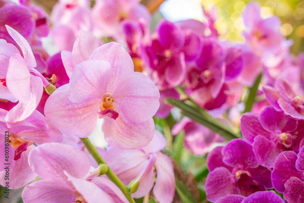Fototapeta premium The Pink color orchid flower in spring day