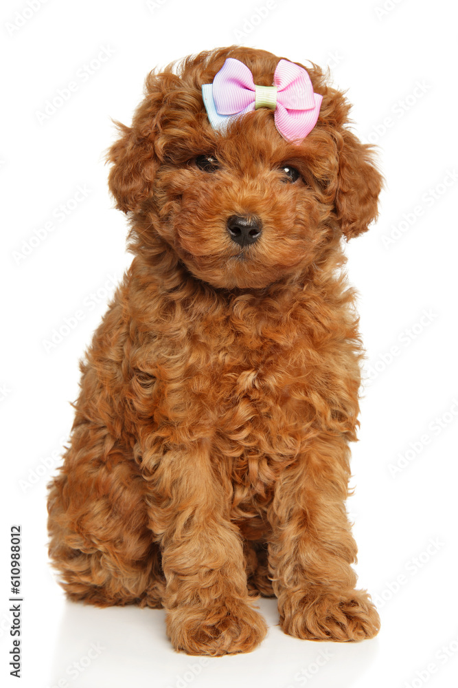 Charming poodle puppy with a pink bow on his head Charming poodle puppy with a pink bow on his head