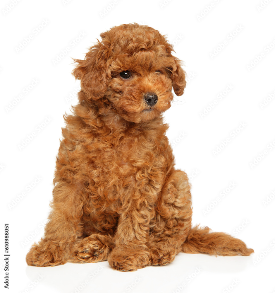 Toy poodle puppy sitting on a white background Toy poodle puppy sitting on a white background
