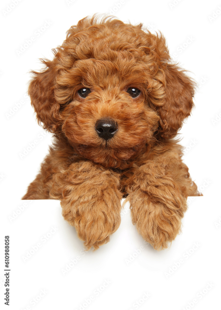 Cute poodle puppy above banner Cute poodle puppy above banner