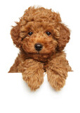 Cute poodle puppy above banner