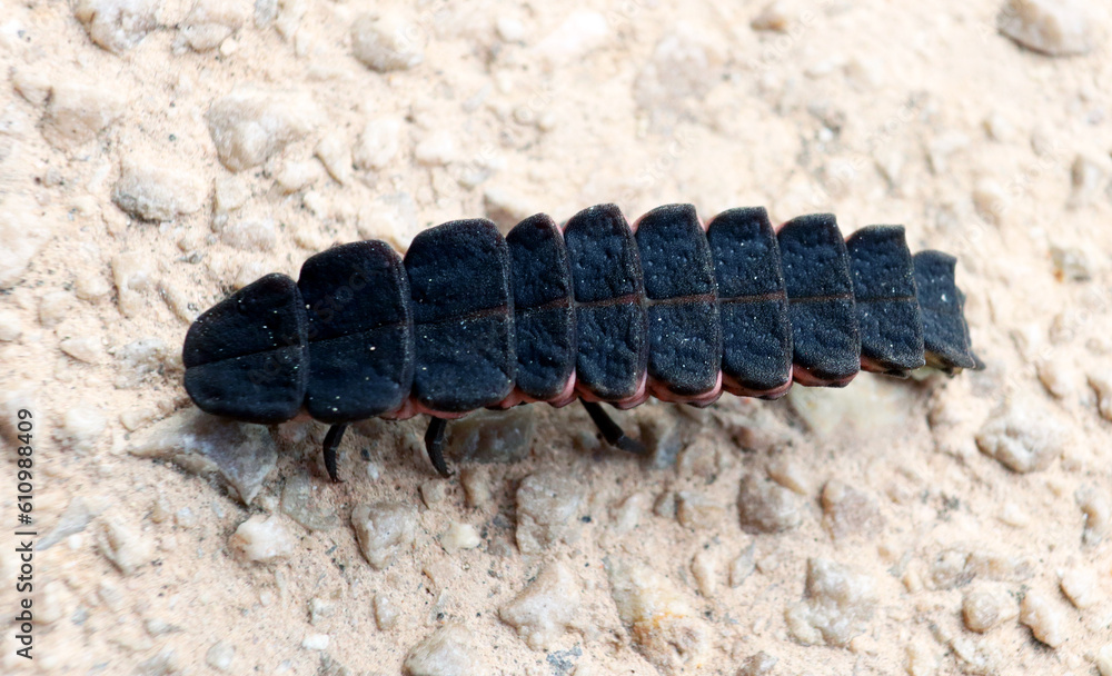 Firefly beetle larva, unusual insect, Lampyridae, close up, macro, entomology Firefly beetle larva, unusual insect, Lampyridae, close up, macro, entomology
