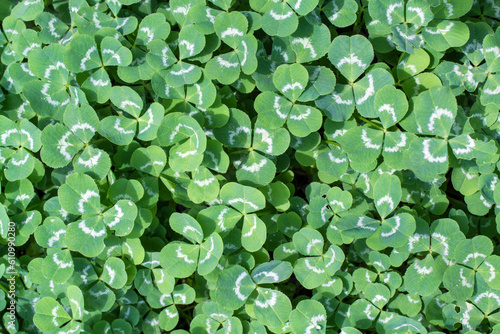 Glade with young clover. The texture of green grass.