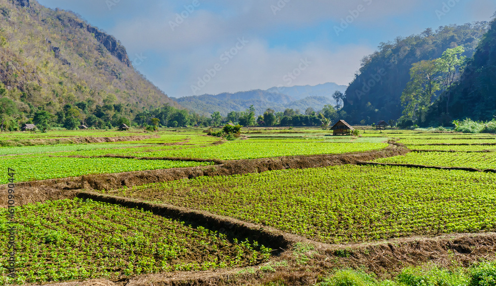 Fototapeta premium Wide view of paddy fie fields with mountains and clouds on background. Travel concepr.