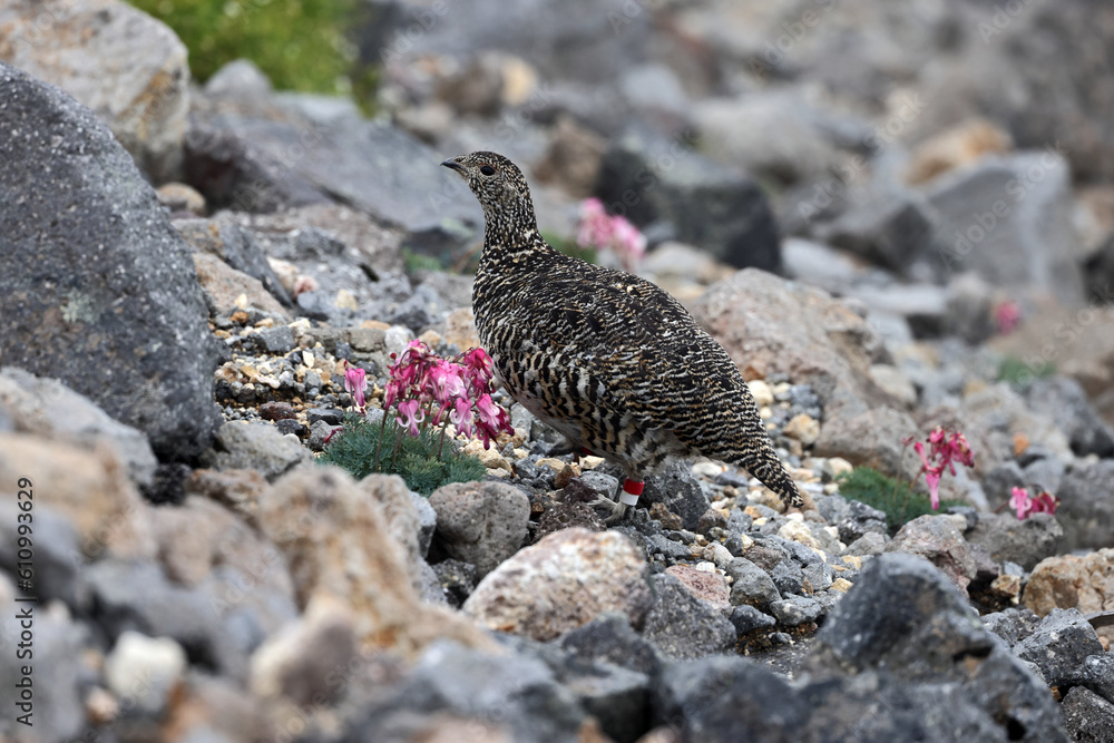 Rock ptarmigan (Lagopus muta japonica) in Japan Rock ptarmigan (Lagopus muta japonica) in Japan
