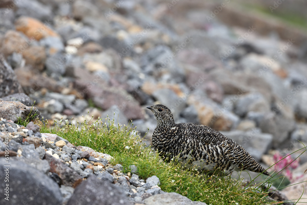 Rock ptarmigan (Lagopus muta japonica) in Japan Rock ptarmigan (Lagopus muta japonica) in Japan