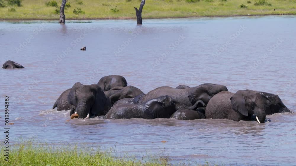 African elephant herd enjoying wallowing in waterhole in savannah heat.