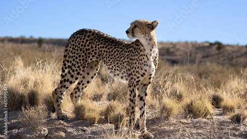 a female cheetah close up in the dry season