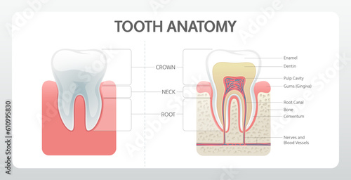 Dental Anatomy Poster