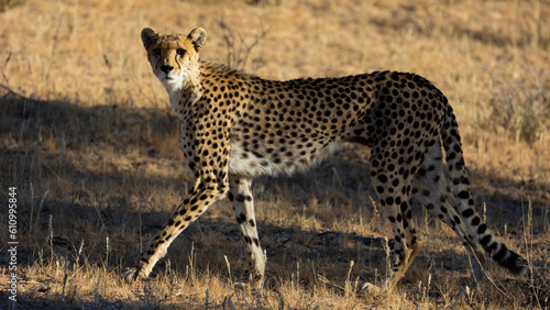 a cheetah in the wild